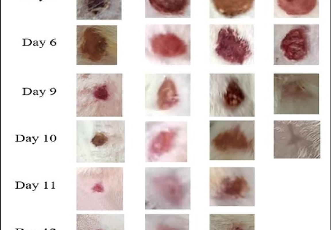 Macroscopic view of wounds of rat experimental groups: NC, VC, ST and CE against treatment day 0, 3, 6, 9, 10, 11, 12 and 13. Normal group without treatment (NC), vehicle dressing (VC), povidone-iodine ointment dressing as standard treatment (ST) and 2.0% of C. zeylanicum extract dressing (CE). Scale bar was 20 u. 