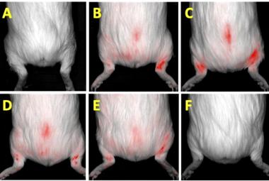 FIGURE 4: Tracking the presence of the labeled WJ-MSCs with PKH26 fluorescent dye after intra-articular injection of cells in guinea pigs using IVIS Lumina III imaging. (A) No fluorescent signal was detected before WJ-MSC injection on day 0; (B) A high-intensity fluorescent signal was detected on the right hind knee on day 0 immediately after knee intra-articular injection with WJ-MSCs; (C) On day 7, there was a fluorescent signal from the bilateral knee and caudal region of the guinea pig’s body, which cou