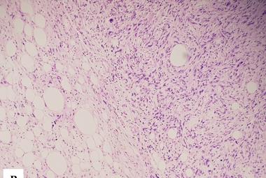 FIGURE 1: Conceptual framework