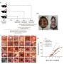 T3 isomers enhanced wound closure in T2D/OB wounds. (A) Treatment workflow. Representative images of the excisional wound made on mice (B), images of gross appearance after wounding (C) and percentage of wound closure rate (n = 12). Data were expressed as mean ± SEM (n = 6); *p < 0.05, **p < 0.01 and ***p < 0.001 vs WT group; #p < 0.05, ##p < 0.01, ###p < 0.001 vs T2D/OB control (ctrl) group.
